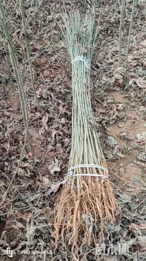 高度70厘米枫香小苗