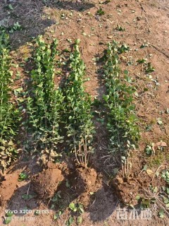 高度150厘米北海道黄杨