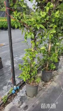 120厘米风车茉莉