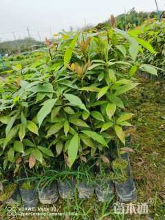 高度50厘米金丝楠木小苗