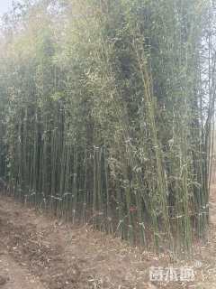 地栽苗早园竹