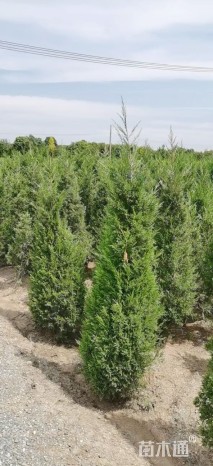 高度180厘米塔柏