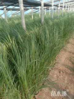 高度40厘米蒲苇