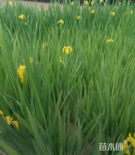 高度20厘米水生鸢尾