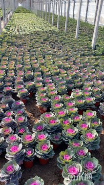 高度21厘米羽衣甘蓝