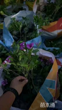 高度25厘米芙蓉葵