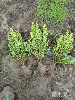 高度60厘米瓜子黄杨