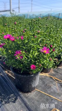 高度20厘米荷兰菊