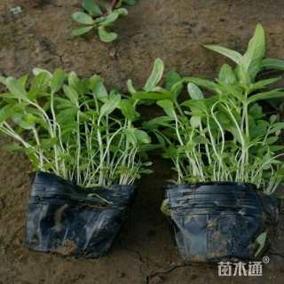 高度23厘米千屈菜