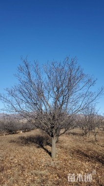15公分山杏