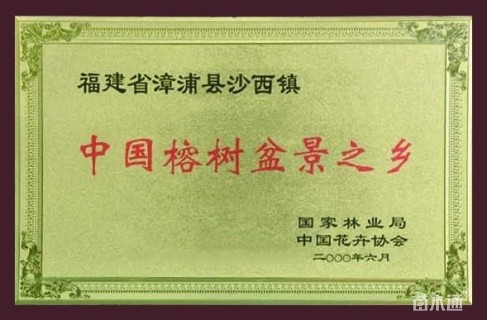 15公分榕树