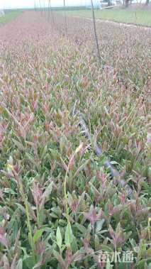 高度20厘米千鸟花