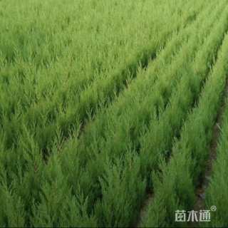 高度50厘米蜀桧