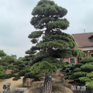 11公分日本黑松