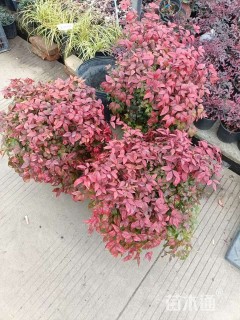 高度20厘米火焰南天竹