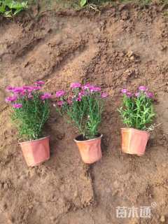 高度15厘米荷兰菊