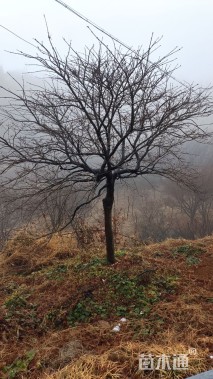 高度180厘米羽毛枫