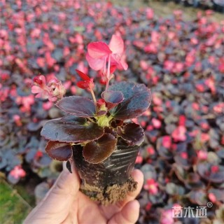 高度16厘米四季海棠