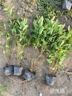 高度45厘米金丝桃