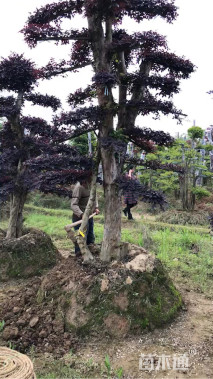 10公分造型红花继木桩