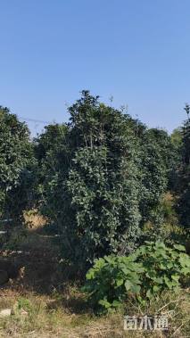 高度280厘米丛生桂花