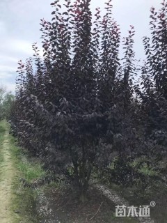 12公分紫叶李