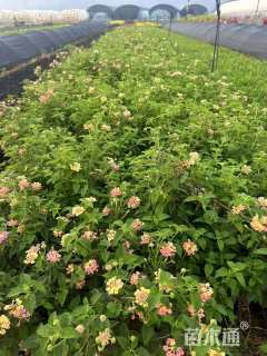 高度20厘米马缨丹