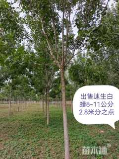 12公分速生白蜡