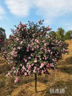 高度190厘米茶梅