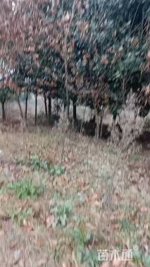 14公分广玉兰
