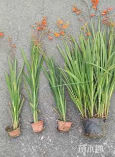 高度45厘米火星花