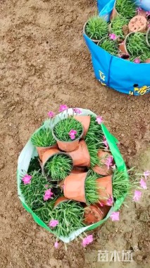 高度20厘米欧石竹