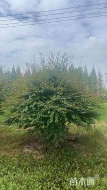 13公分鸡爪槭