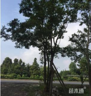 12公分朴树