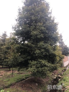 15公分桢楠