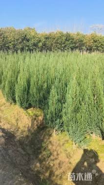 高度150厘米桧柏