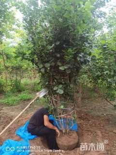 8公分金叶复叶槭