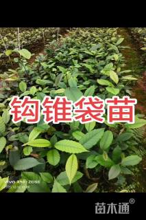 0.3公分锥栗