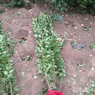 高度150厘米大叶黄杨