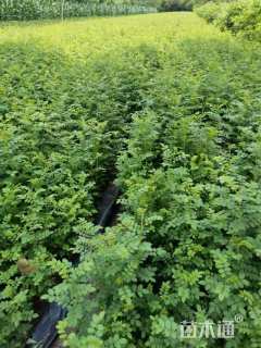 高度50厘米黄刺玫