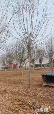 15公分白蜡
