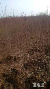 1.5公分李子小苗