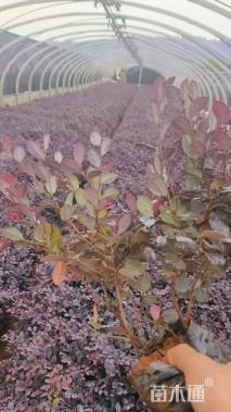 高度35厘米红花继木