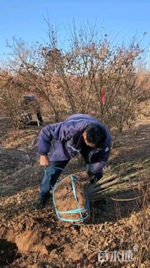 高度200厘米丛生鸡爪槭