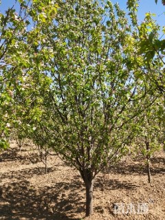 15公分八棱海棠