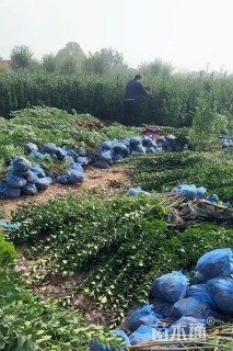 高度30厘米北海道黄杨小苗