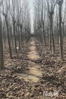 12公分法桐