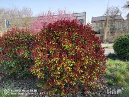 冠幅2000厘米红叶石楠球