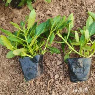 高度18厘米马鞭草