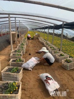 高度15厘米孔雀草